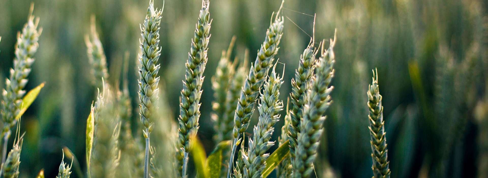 在线电话轰炸软件